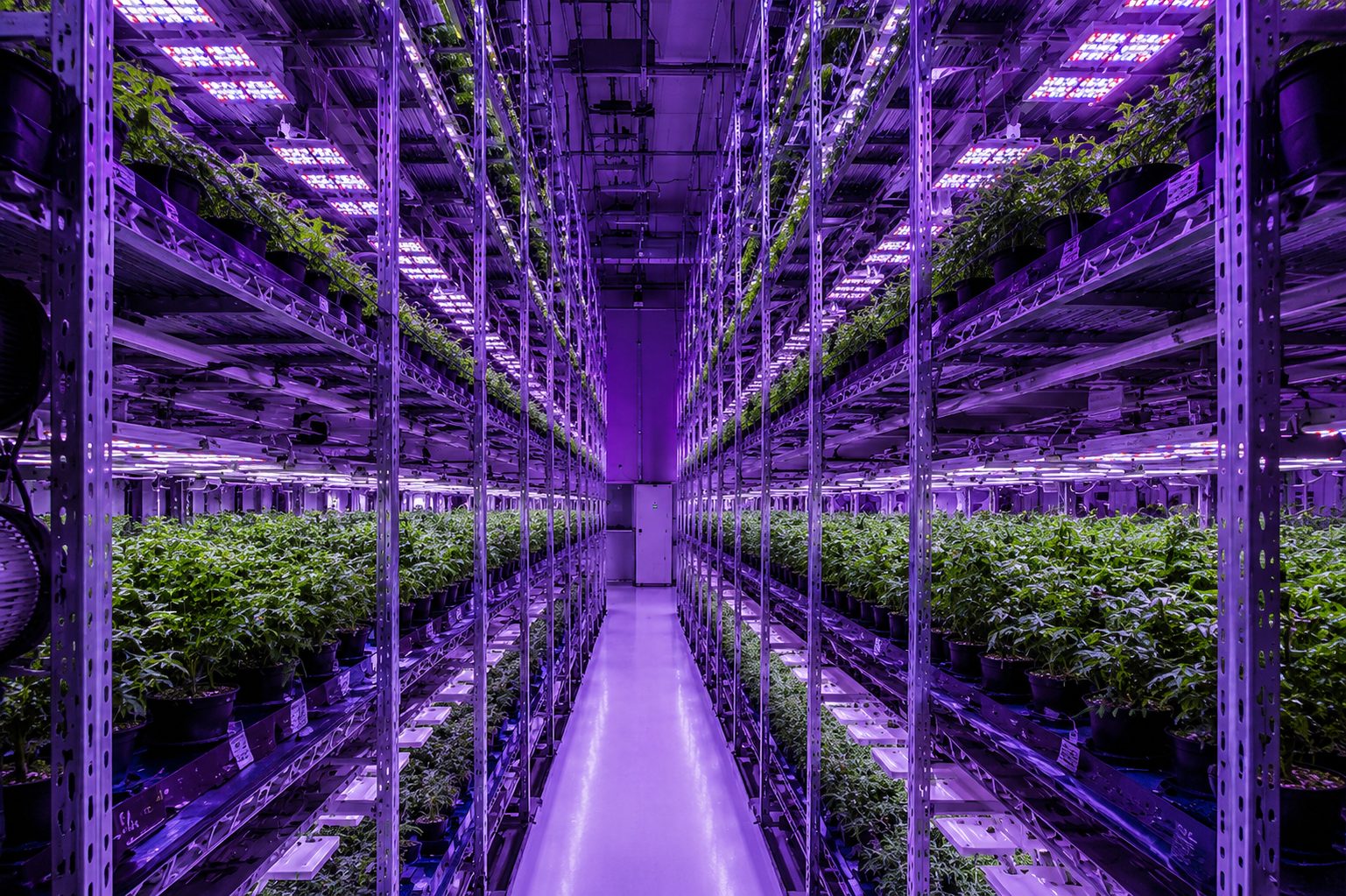 Commercial cannabis grow room with coordinated MEP design for humidity control, CO2, and electrical capacity